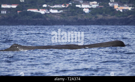 Cachalot en face de la côte de l'île de Pico (Açores - Portugal) Banque D'Images