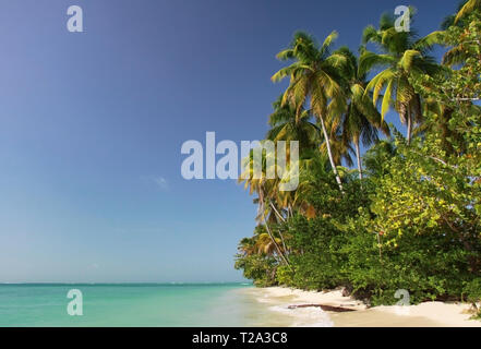 Palm beach près de Pigeon Point (Tobago, West Indies) Banque D'Images