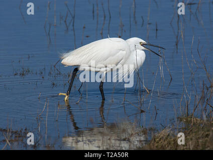 L'aigrette garzette, Egretta garzetta, avec les proies en eau peu profonde, la baie de Morecambe, Lancashire, UK Banque D'Images