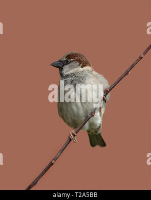 Moineau domestique Passer domesticus, sur le fil, Lancashire, England, UK Banque D'Images