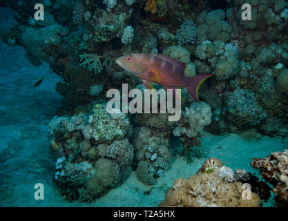 Grumes de jaune, lyretail Lyretail ou mérou, morue Caramel Variola louti, natation sur coral reef, hamata, Red Sea, Egypt Banque D'Images