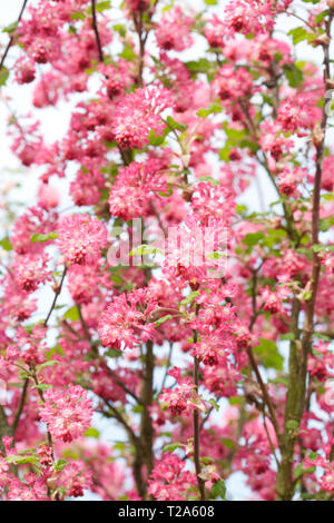 Ribes sanguineum. Groseillier à fleurs au début du printemps. Banque D'Images