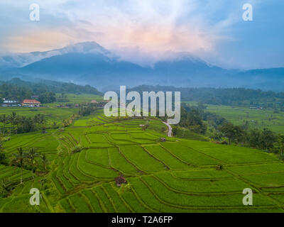 L'Indonésie. L'île de Bali. Terrasses de champs de riz le soir. Le brouillard dans les montagnes en arrière-plan. Vue aérienne Banque D'Images