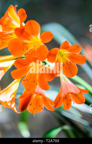 Close up of blooming fleurs orange clivia Banque D'Images