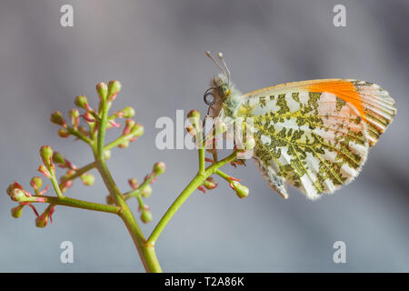 Magnifique portrait d'Orange tip (Anthocharis cardamines papillon) Banque D'Images