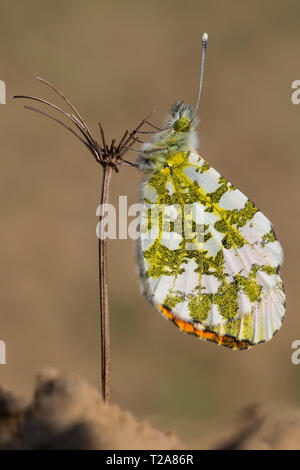 Magnifique portrait d'Orange tip (Anthocharis cardamines papillon) Banque D'Images