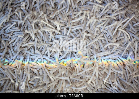 Un éclat de lumière arc-en-ciel sur un tapis moelleux Banque D'Images