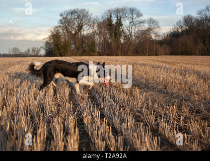 Border Collie rôdant sur un champ d'or Banque D'Images