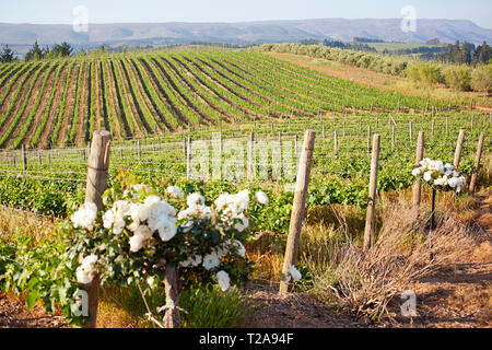 Vignes sur une ferme viticole Banque D'Images