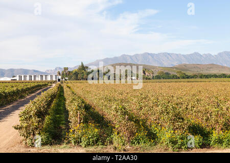 Vignobles de la vallée du vin Robertson, Western Cape Winelands, Route 62, Afrique du Sud, avec des cuves de fermentation sur van Loveren Estate et le Langeber Banque D'Images