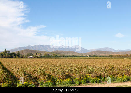 Paysage de vignes dans la vallée de l'Ouest, Vin Robertson Cape Winelands, Route 62, Afrique du Sud, avec les Monts Langeberg Banque D'Images