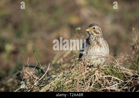 Bruant proyer (Emberiza calandra), des profils dans les steppes de Lleida, Catalogne, Espagne Banque D'Images