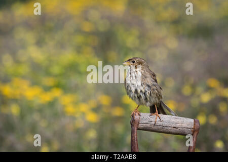 Bruant proyer (Emberiza calandra), adulte perché sur le manche d'une pelle, des Steppes de Lleida, Catalogne, Espagne Banque D'Images