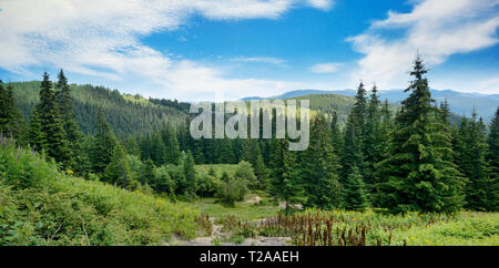 Paysage pittoresque dans les Carpathes. La forêt de conifères sur fond de montagnes. Banque D'Images