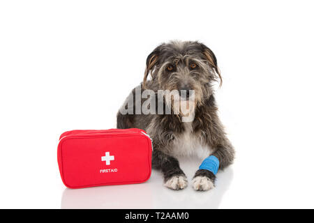 Chien malade. Chiot Chien couché avec un bandage élastique bleu OU SUR PIED ET UNE URGENCE OU FIRT TROUSSE DE SECOURS. Isolé sur fond blanc. Banque D'Images