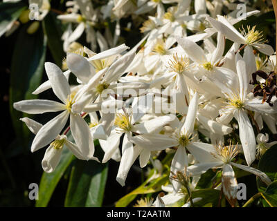 Blanc, début du printemps des fleurs de l'evergreen, Clematis armandii grimpante ligneuse Banque D'Images