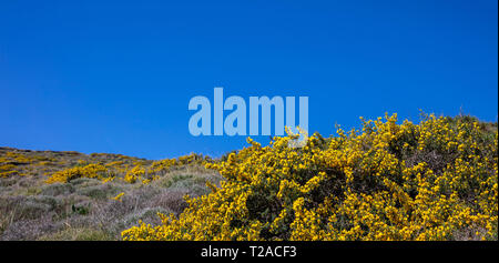 La Grèce. L'île de Kéa. Fleurs jaunes, bush paysage rocheux au printemps, le fond de ciel bleu clair, une bannière Banque D'Images