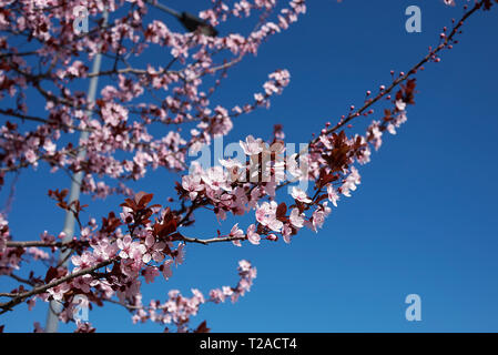 Prunus cerasifera nigra blossom Banque D'Images