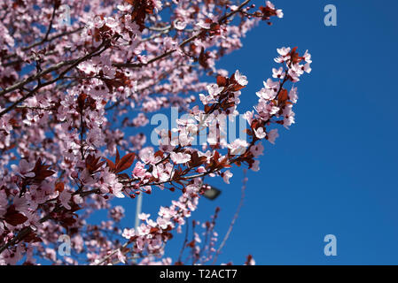 Prunus cerasifera nigra blossom Banque D'Images