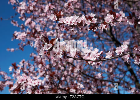 Prunus cerasifera nigra blossom Banque D'Images