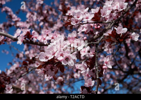 Prunus cerasifera nigra blossom Banque D'Images