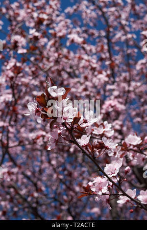 Prunus cerasifera nigra blossom Banque D'Images