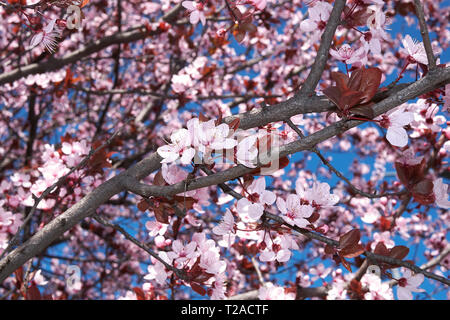 Prunus cerasifera nigra blossom Banque D'Images