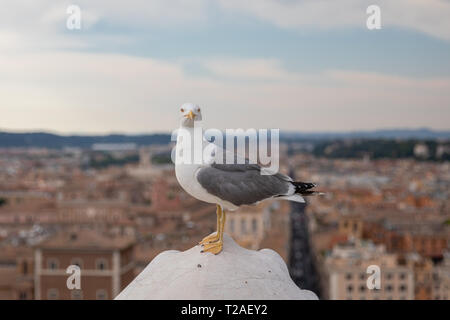 Mouette mélanocéphale coin sur la toiture du Vittoriano à Rome, Italie. Arrière-plan avec l'été journée ensoleillée et ciel bleu Banque D'Images