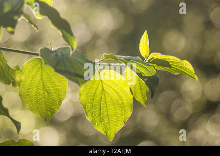 hêtre natif du royaume-uni rétroéclairé Banque D'Images