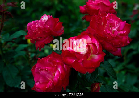 WA16088-00...WASHINGTON - fleurs roses sur Rose Hill dans le parc Manito à Spokane. Banque D'Images