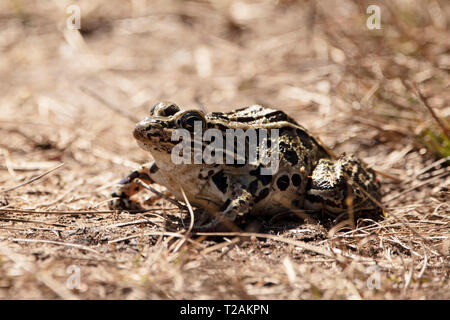 Une grenouille léopard (Lithobates pipiens), originaire de certaines régions du Canada et des États-Unis. Banque D'Images