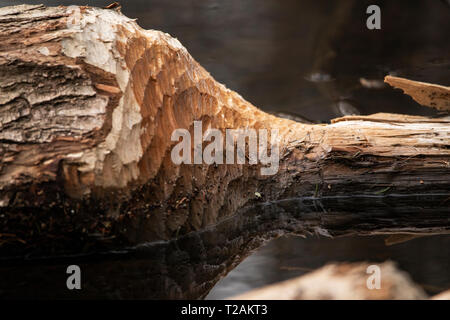 Un gros plan d'un tronc d'arbre rongé par les castors Chez Bowers Springs à Bolton, Massachusetts. Banque D'Images