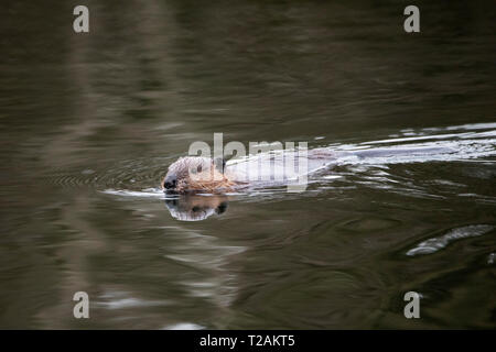 Un castor du Canada (Castor canadensis) Natation au Bowers Springs à Bolton, Massachusetts, USA. Banque D'Images