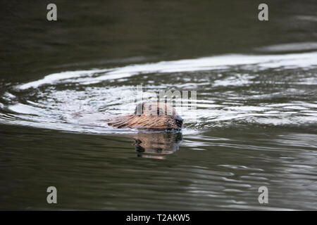 Un castor du Canada (Castor canadensis) Natation au Bowers Springs à Bolton, Massachusetts, USA. Banque D'Images