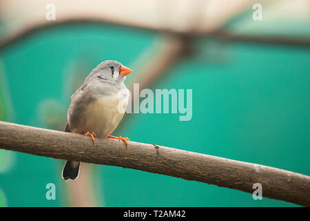 Un zébré finch (Taeniopygia guttata), un oiseau originaire d'Australie centrale, perché sur une branche sur un fond vert. Banque D'Images