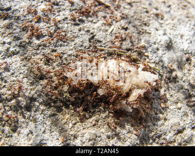 Troupeau de fourmis consomme des aliments Banque D'Images