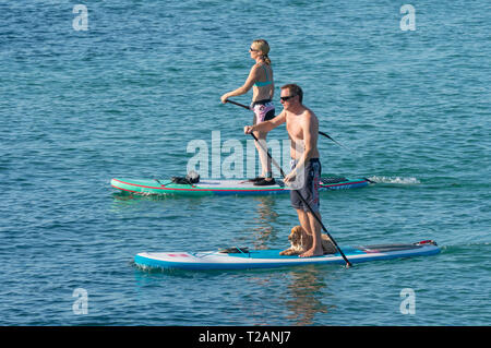 Un couple de personnes paddle dans la mer. L'homme et la femme debout sur paddle boards Banque D'Images