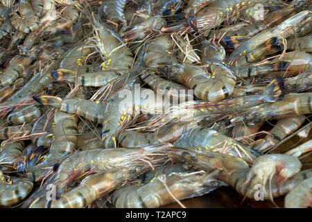 Crevettes fraîches Matières tiger, Close up. Vente de fruits de mer sur le marché. Banque D'Images