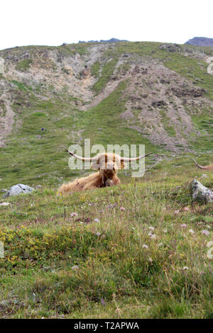 Friendly vache dans les Alpes Suisses Banque D'Images