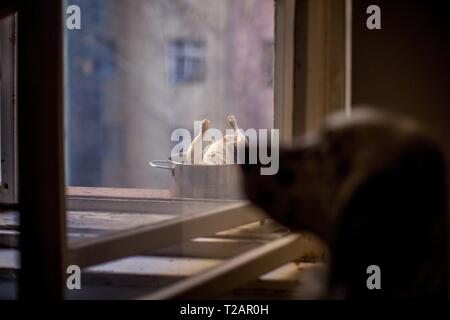 Setter anglais 'Rudy' est en attente sur le 24.02. 2019 pour un petit poulet qui refroidit derrière la fenêtre à Prague. Rudy est né au début de janvier 2017. Dans le monde d'utilisation | Banque D'Images