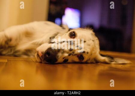 Chiot Setter anglais 'Rudy' se trouve sur 06.06. 2017 sur le parquet de Prague. Rudy est né au début de janvier 2017 et vient de s'installer à sa nouvelle famille. Dans le monde d'utilisation | Banque D'Images