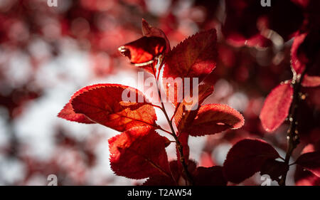 Feuilles rouges d'un arbre de la cerise sauvage Banque D'Images