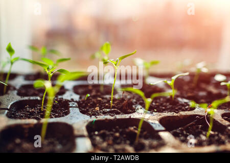 Choux de poivre de plus en plus dans des pots à la maison. Préparation du printemps. L'agriculture et l'élevage concept. Ferme biologique Banque D'Images