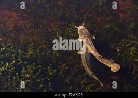 Clarias gariepinus ou poisson-chat africain sharptooth est une espèce de la famille des Clariidae, les poissons-chats aérobie. Photographié en Israël je Banque D'Images