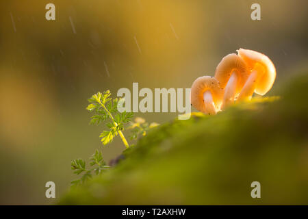 Close up de la face inférieure d'un champignon beige montrant les branchies et la tige photographiée en Israël en janvier, d'hiver Banque D'Images