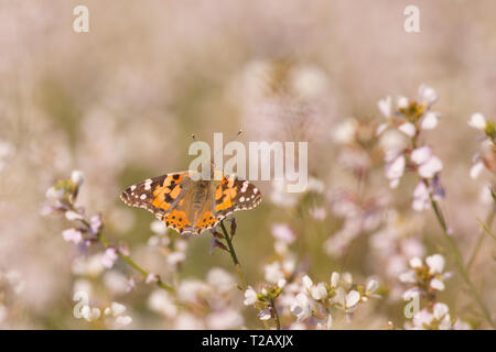 La belle dame (Vanessa cardui) alimentation papillon. Ce papillon se trouve en Europe, en Afrique du nord, et en Asie occidentale. Photographié en Israël, en Marc Banque D'Images