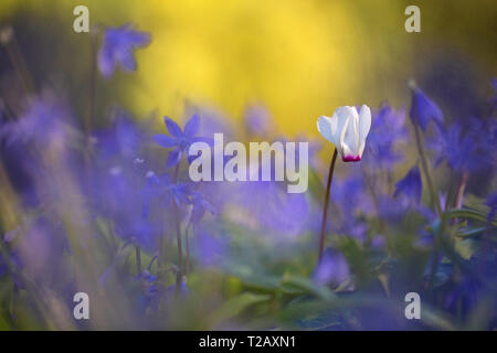 Sur un seul point sélective Violet Persique (Cyclamen persicum) avec un flou fond violet, photographié en Israël en février Banque D'Images