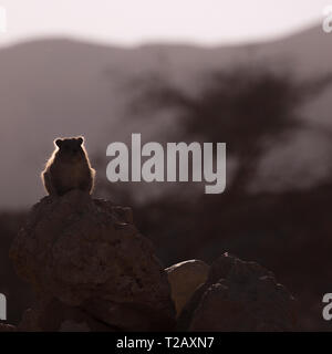 Rock Hyrax, (Procavia capensis). Photographié en Israël, désert de Judée, en janvier Banque D'Images