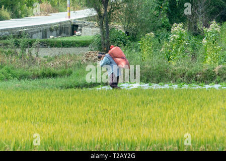 Honghe Hani Rice Terraces est la terrasse situé dans la préfecture de Honghe, Yuanyang County, Yunnan, Chine. C'est un site du patrimoine mondial et l'une des cultures Banque D'Images