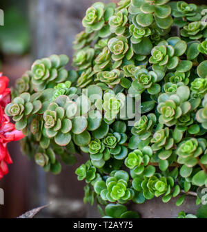 Sedum makinoi ogon feuillage. C'est une toute petite, l'épandage à feuilles, la couverture du sol Sedum qui est noté pour son feuillage or brillant. Photographié en Israël en Banque D'Images